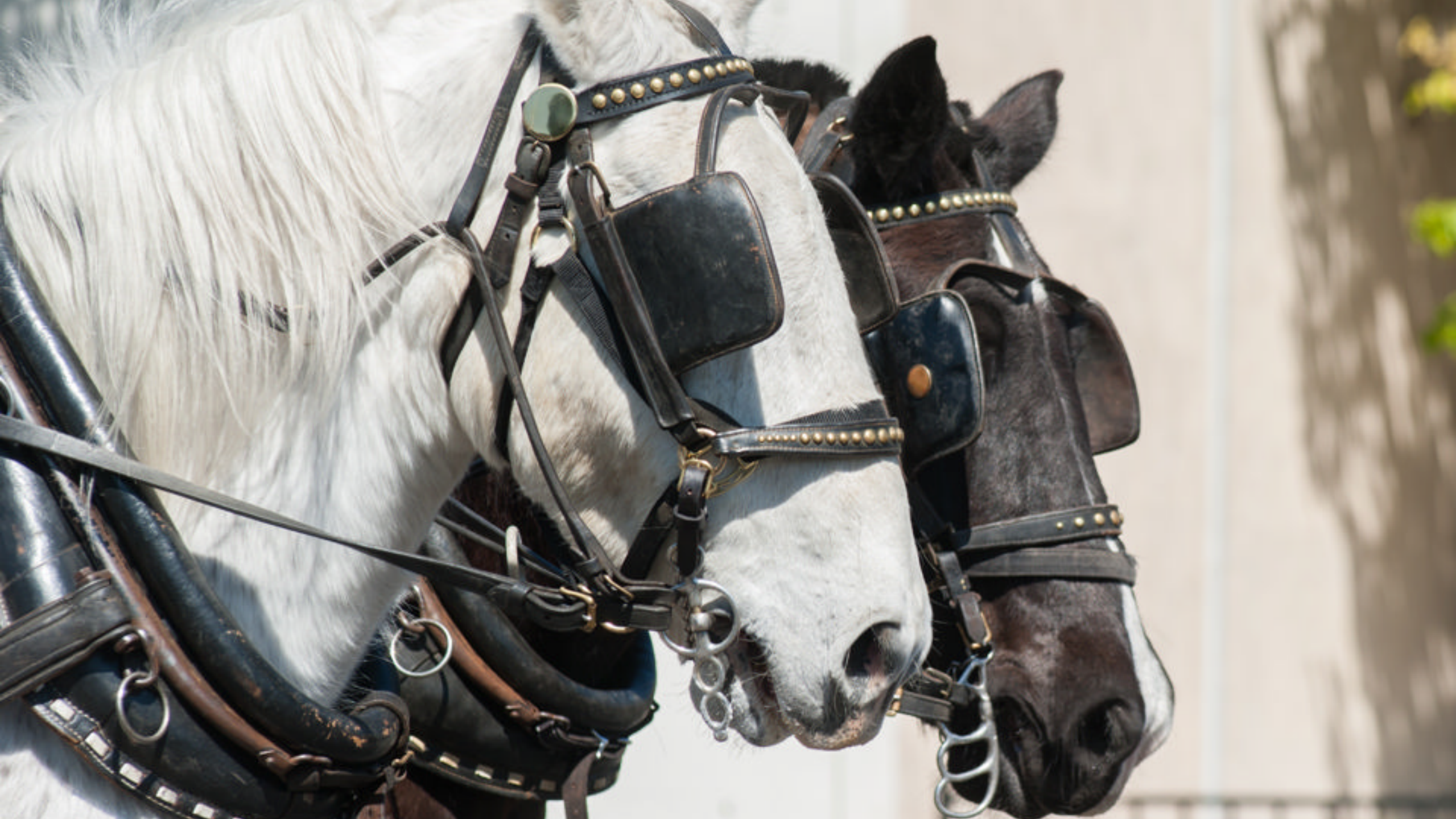 Crushing+Biases+Why+the+Digital+Identity+Industry+Needs+Diversity_ITIL之家(www.itilzj.com)_.PDF 第3页